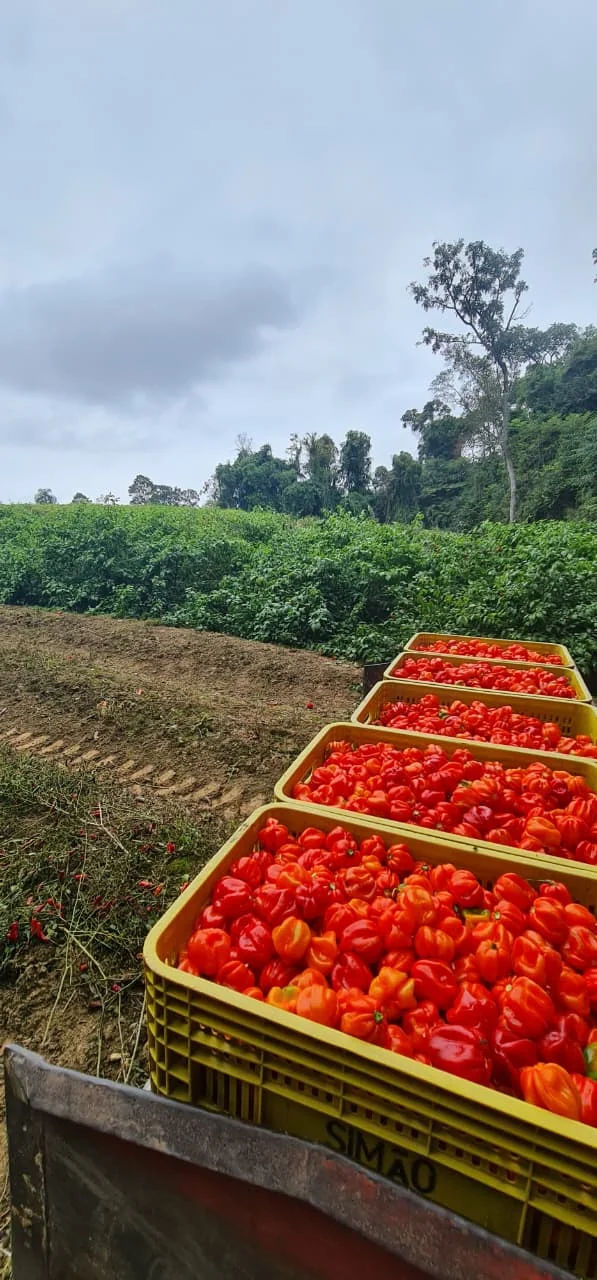Plantação de pimentas mexicanas frescas cultivadas pela Nacho Factory
