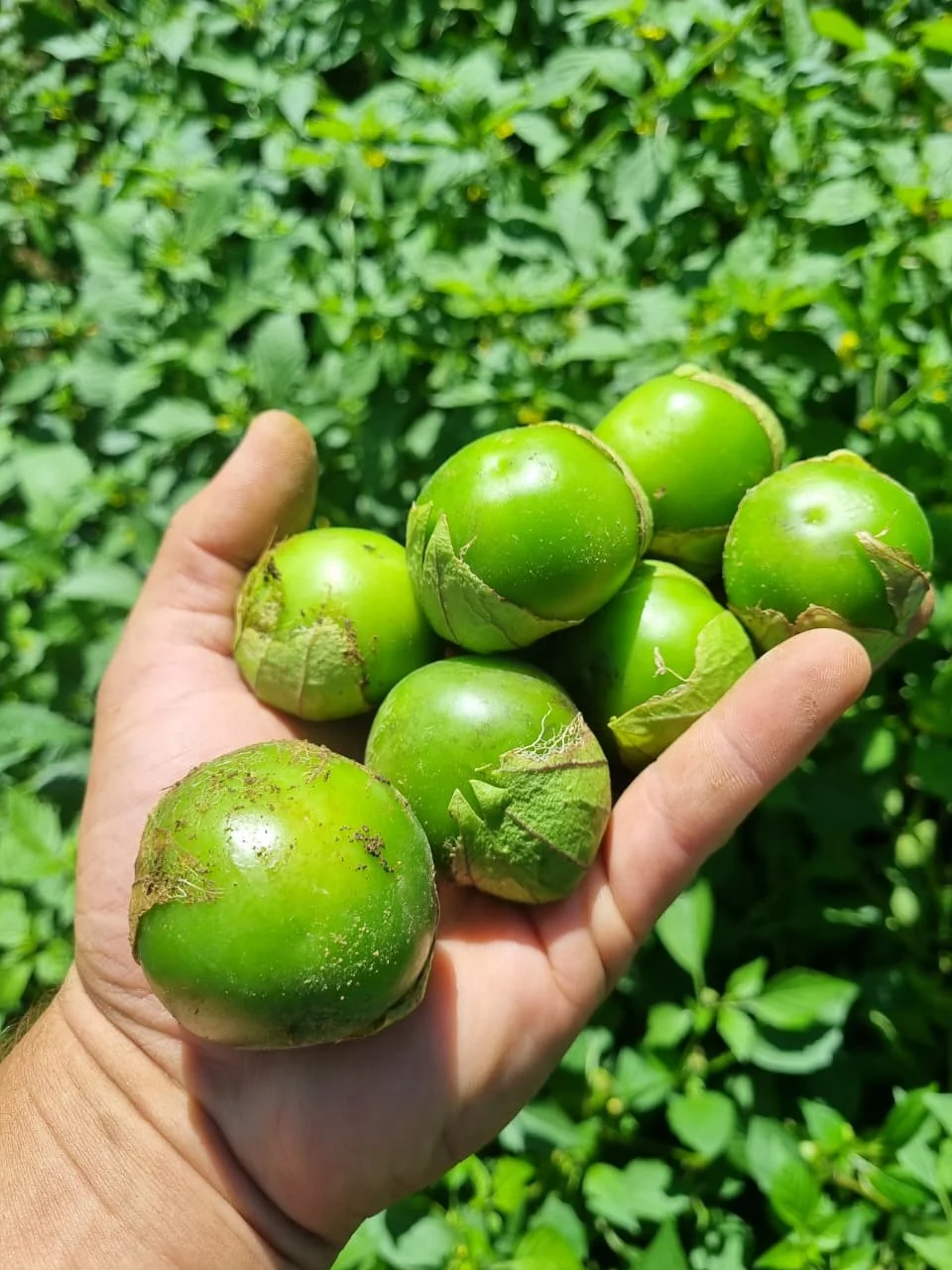 Tomates verdes mexicanos cultivados pela Nacho Factory