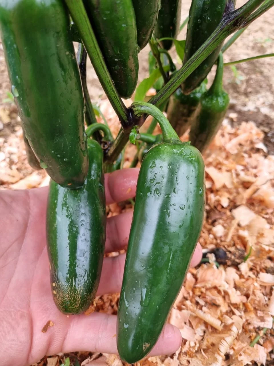 Pimentas jalapeño usadas nas receitas da Nacho Factory